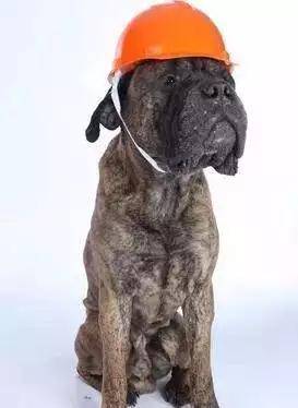 十八张图描述工程狗的九个人生阶段