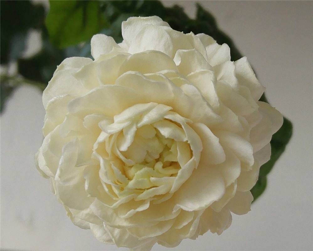 原创茉莉花中的重瓣花名叫虎头茉莉天冷需要做好保温工作