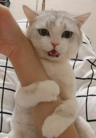 别看猫咪平时冷冰冰的像个不可一世的高贵女王,但是猫咪要是想