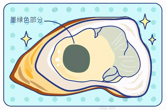 牡蛎结构解剖图图片