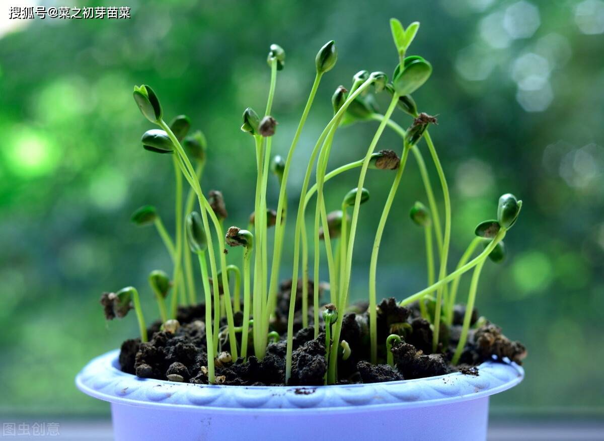 种植荷兰豆芽苗菜培育时应该注意什么