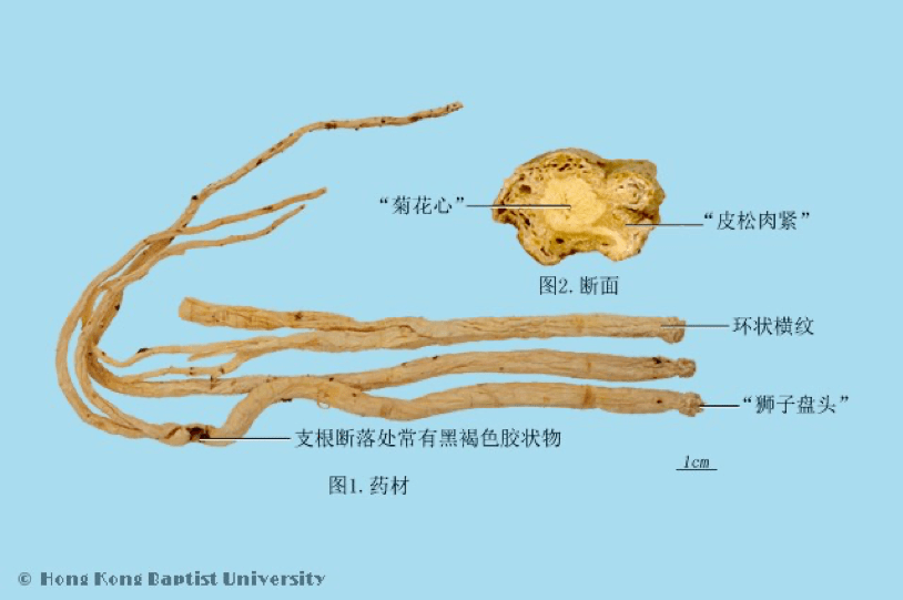 藥材川芎為不規則結節狀團塊,加工縱切成為飲片後,形狀類似蝴蝶,故