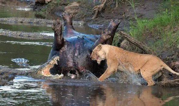 死河马好处都有啥?谁说对了就给它!