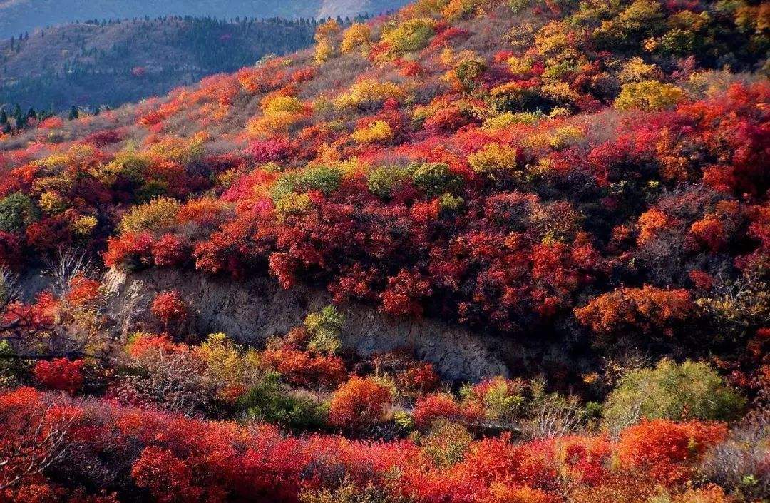 原創金秋十月醉美北京香山紅葉但香山的紅葉卻不是楓葉你知道嗎