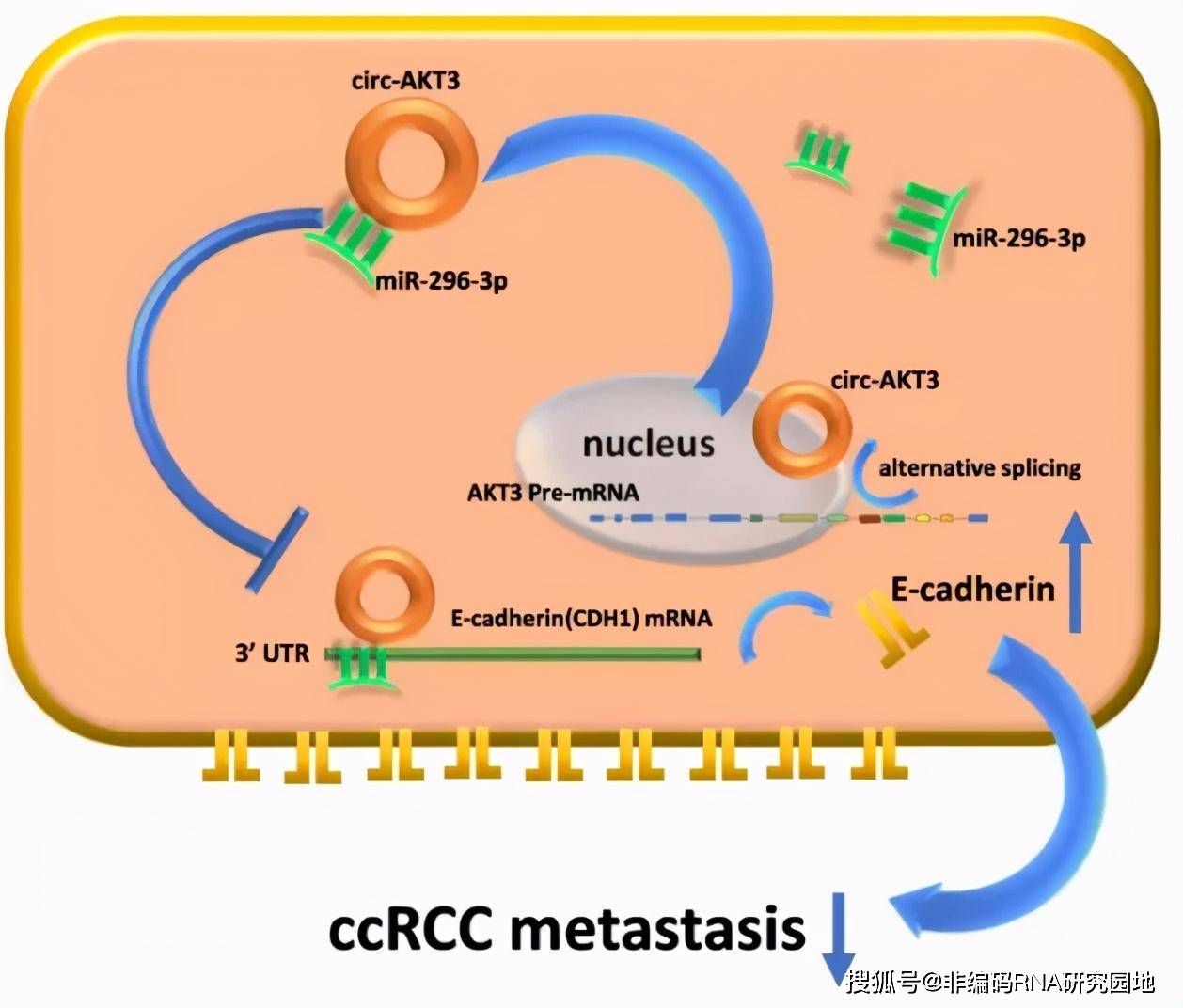 文献解读 circ-akt 3通过改变mir-296-3p/e-cadherin信号抑制肾透明
