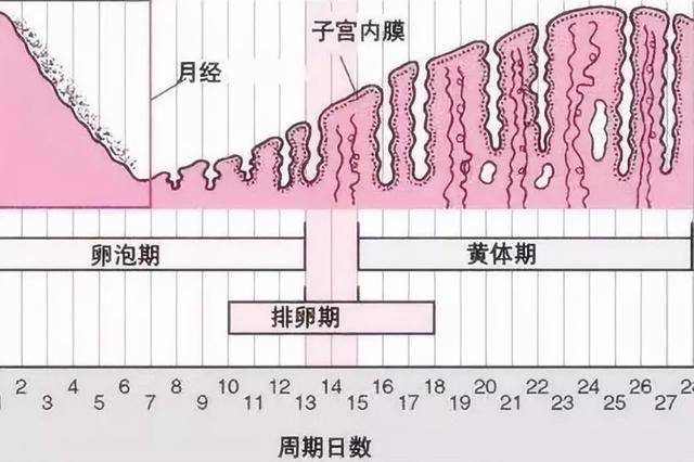 经期也能“怀孕”?医生表示:怀孕日期从末次月经第一天开始算起_预产期