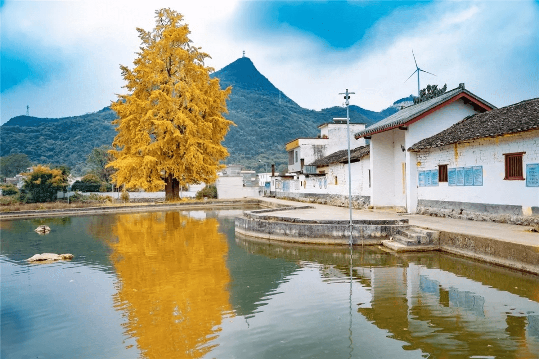 不远处的麦屋村"十八罗汉,千年古银杏"静静矗立,高