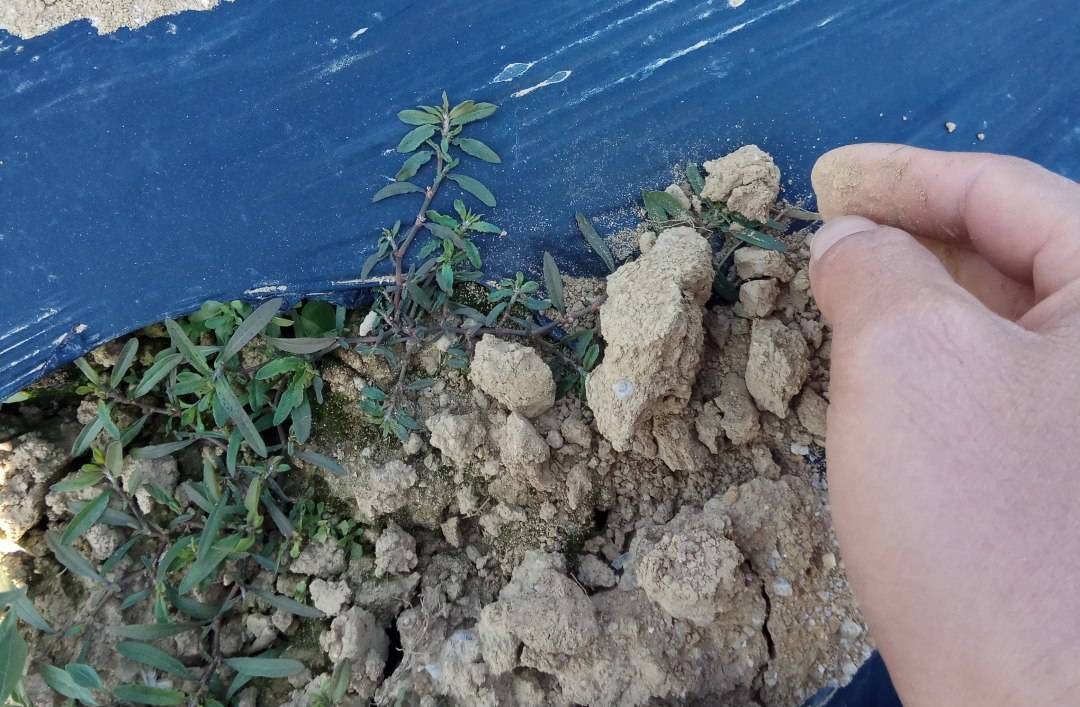 你知道土壤为何板结吗破除土壤板结的几大方法要记牢河南宝然