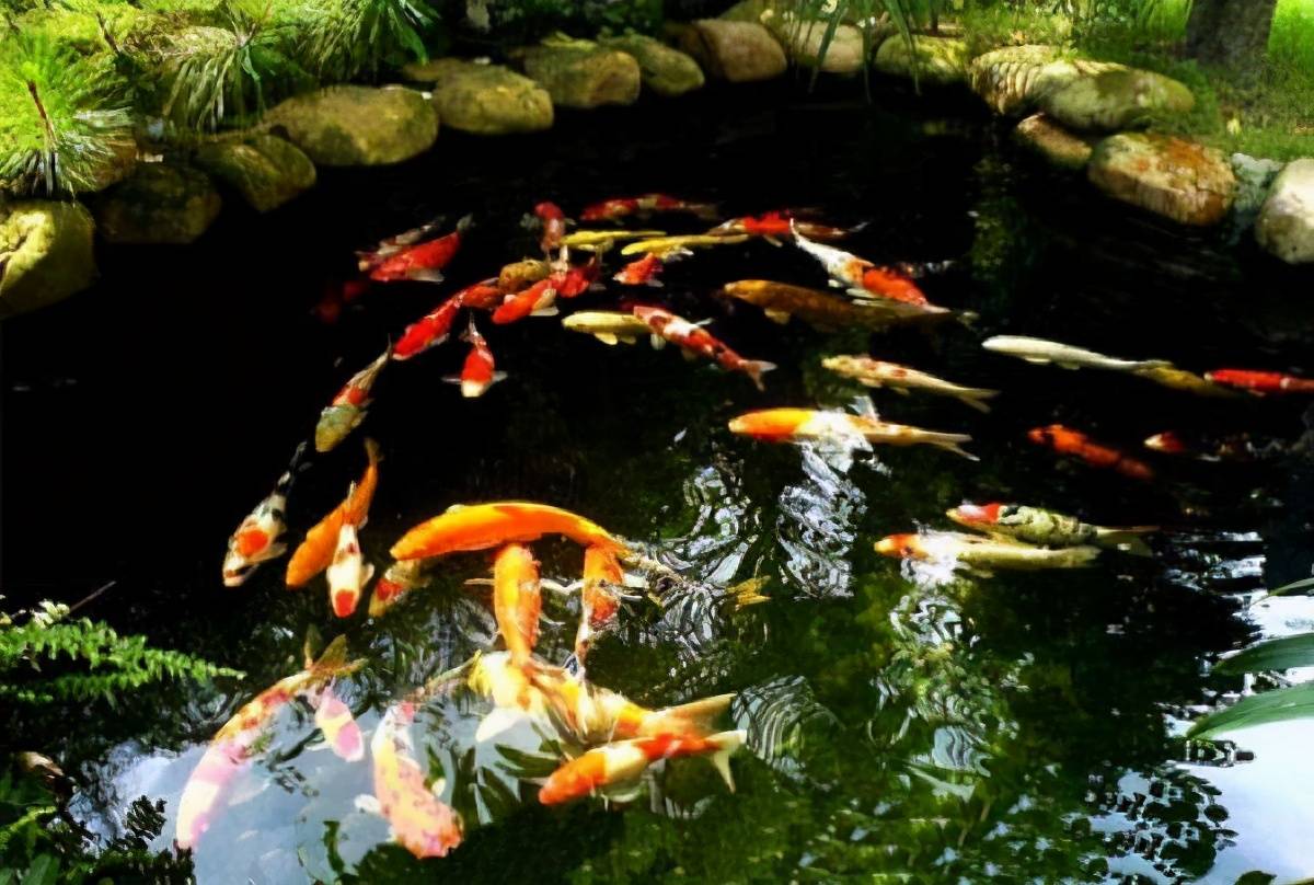 15天引流精准吸粉1200人,销售额48万,他是如何实现的_鱼塘