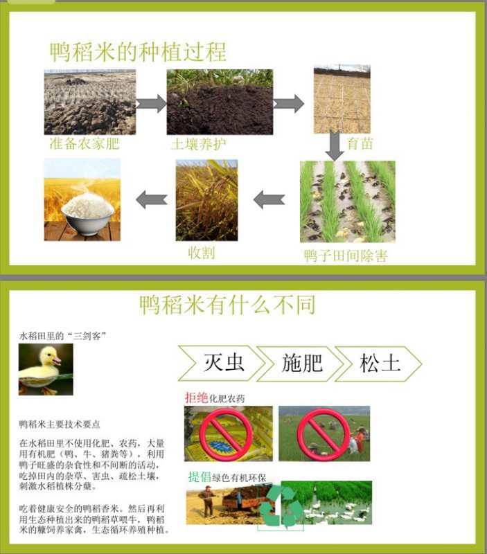 水稻种植过程步骤图图片