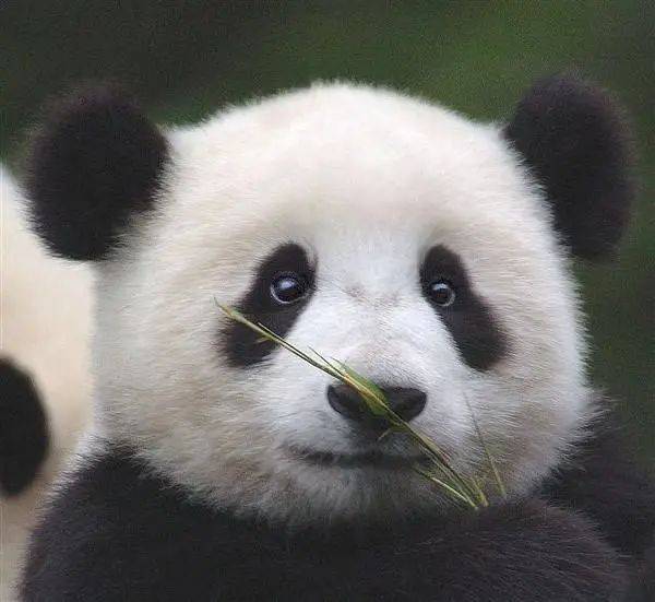 国际熊猫日大熊猫为何成为国宝熊猫眼又有什么来头