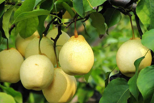 特产早知道——雪梨