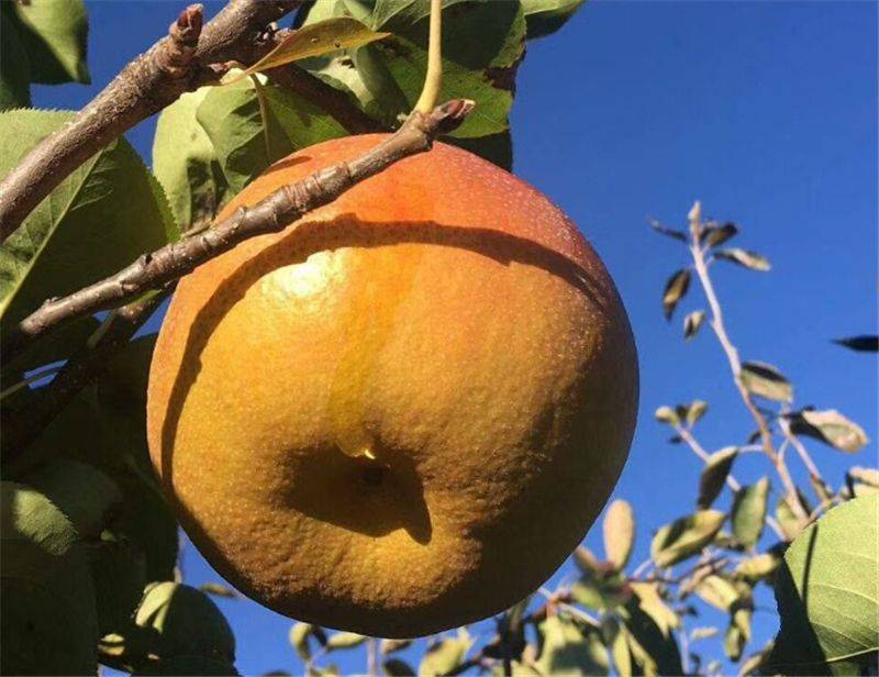 木梨又飘香丨晚熟品种丽江木梨11月中旬开始采摘