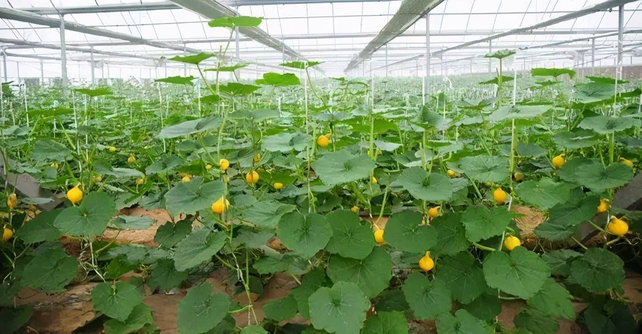 农作物怎么过冬?大棚蔬菜防冻措施学起来