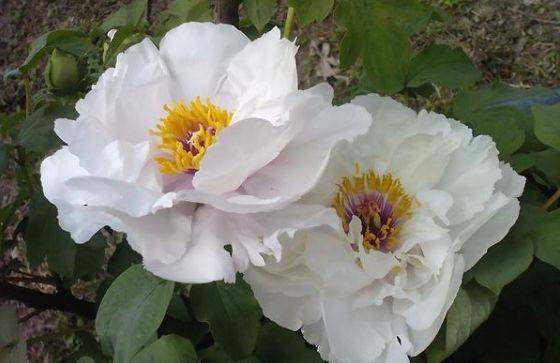 原创新手养花不如养一盆香玉洁白如玉香味浓郁适合盆栽养