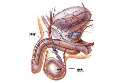 睾丸的位置图片