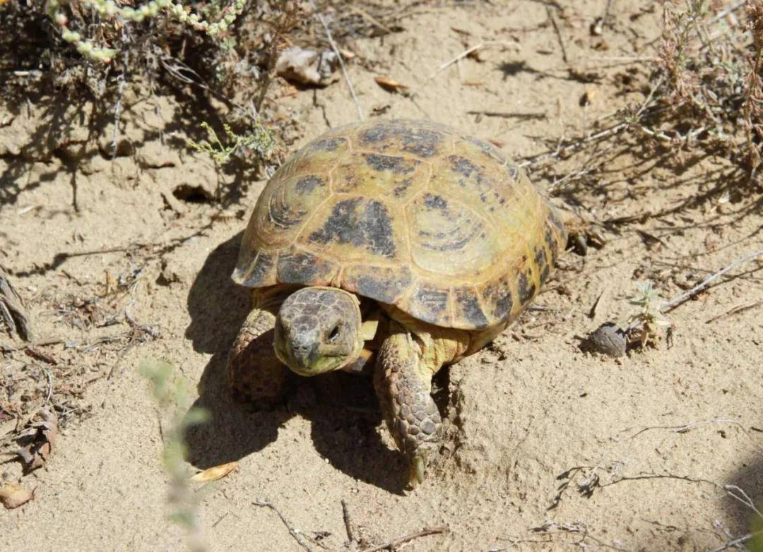 伊犁霍城四爪陆龟从200余只增长至1300余只,经历了什么?_手机搜狐网