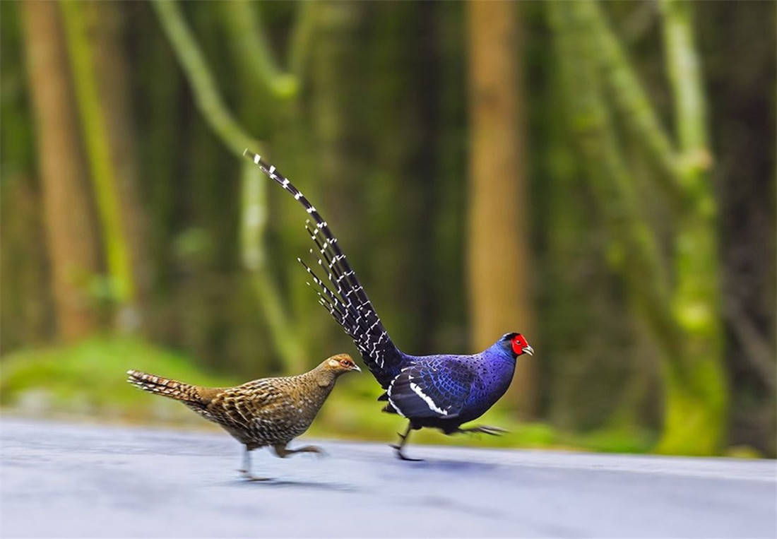 玉山发现一对帝雉,雄鸟整天红着个脸,为掩护雌鸟宁愿暴露自己