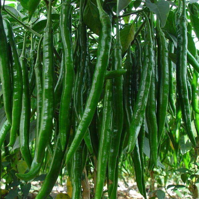 同乐黑线椒深受椒农欢迎