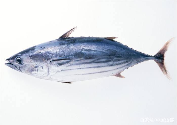 编辑鰤鱼,或称五条鰤(学名:seriola quinqueradiata),又叫做青甘鱼