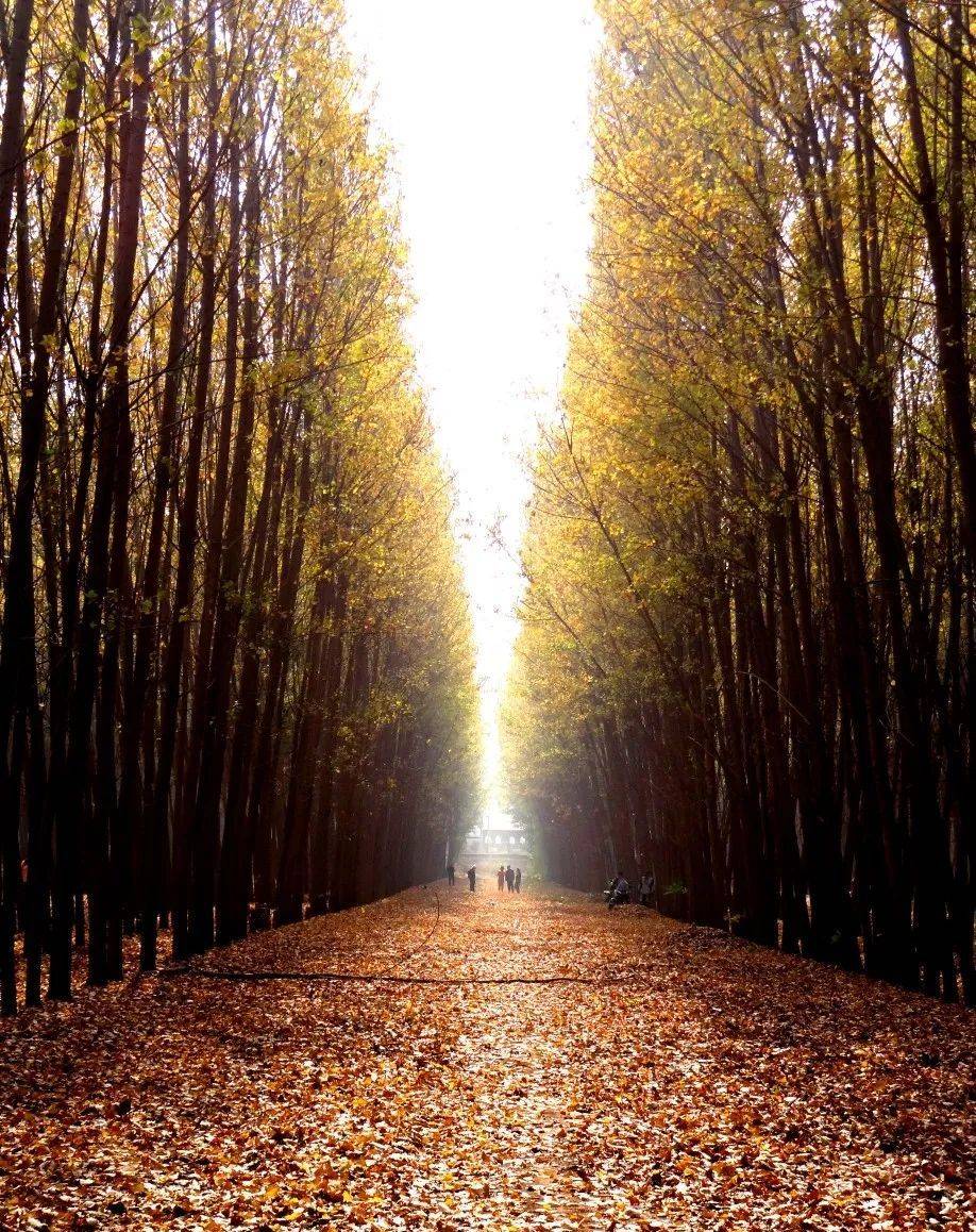金色树林一条路图片图片