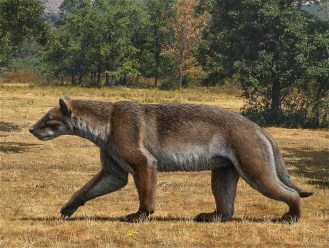 3700万年前巨兽,犬头熊身狮腰,捕食大其3倍的猎物