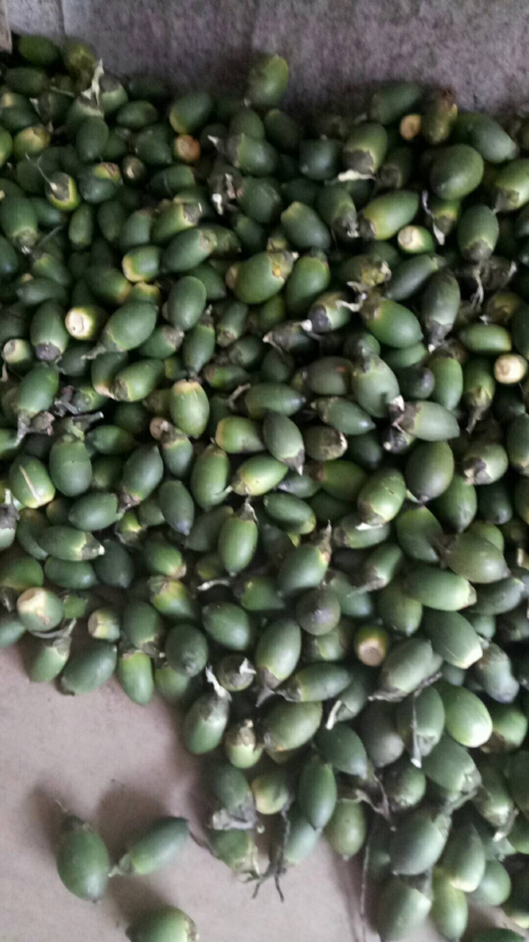 海南槟榔今年成"黄金果"