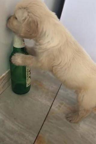 一只狗抱着酒瓶的图片图片