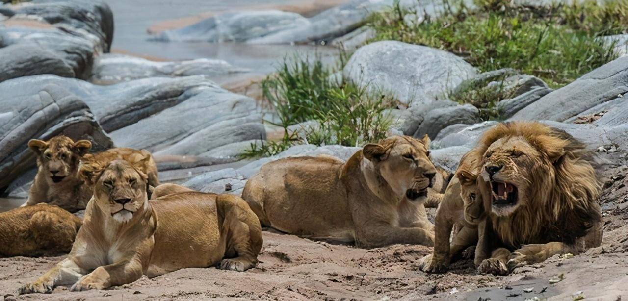 原創動物交配六親不認那流浪雄獅長大以後還認識自己的母親嗎