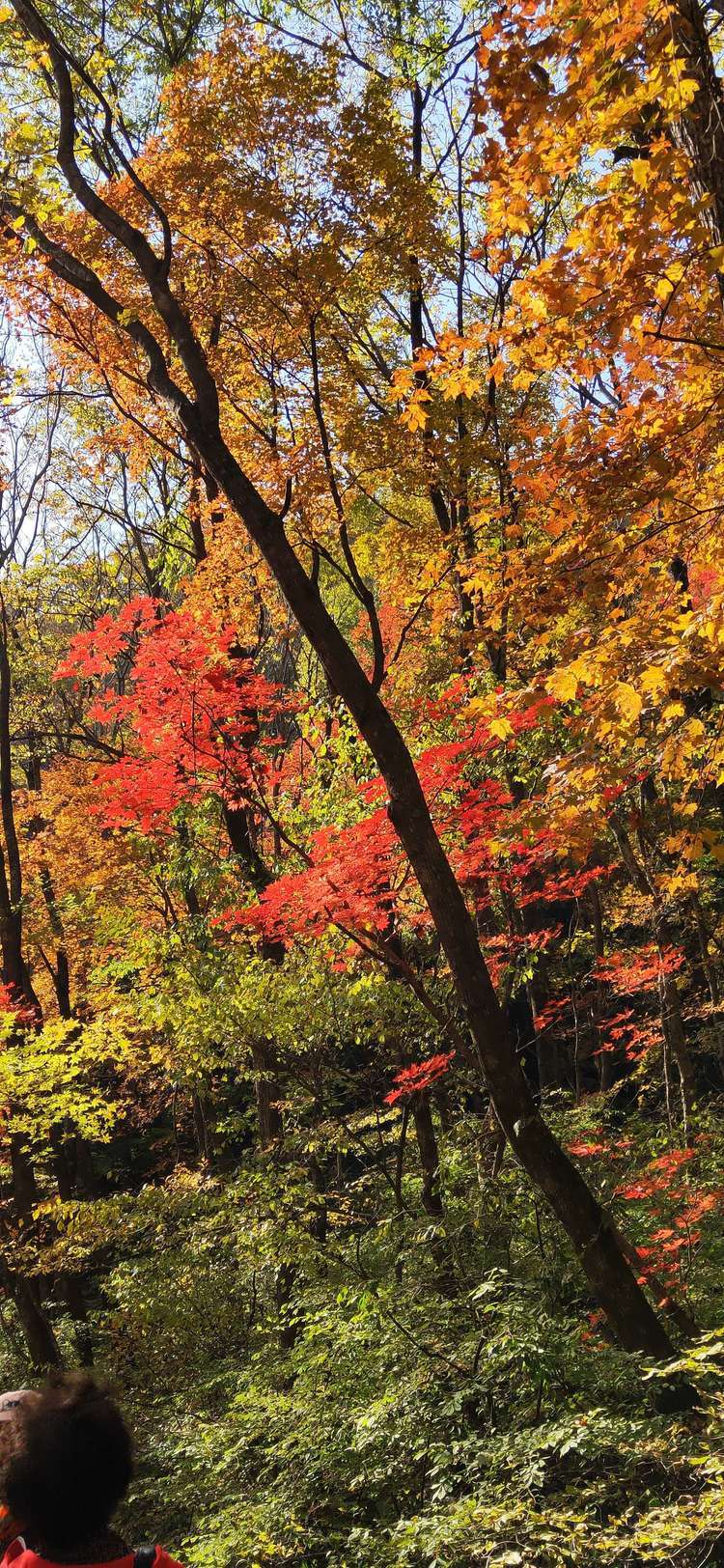 秋漸涼晨露凝霜山水間楓葉正紅本溪關門山國家森林公園