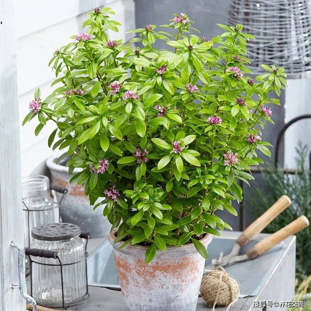 如何在室内养好盆栽瑞香,花后不需要修剪,反而容易开花