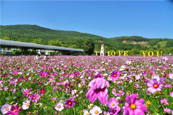 广州花都志惠农场将香格里拉的花海"搬"过来,秋色赛春景