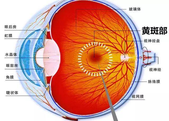 视网膜示意图图片