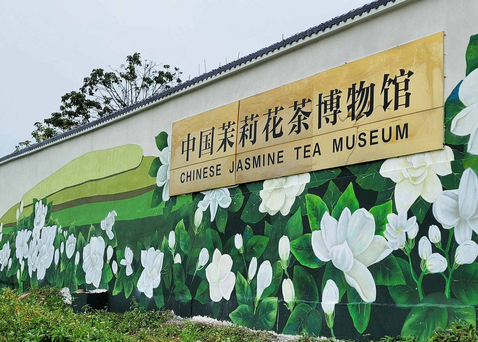 扮靓的横县"拍了拍"你,喊你来打卡~_茉莉花