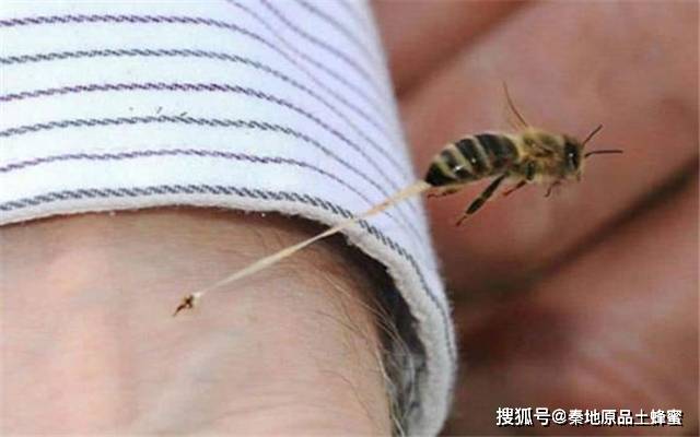 蜜蜂针放大图图片