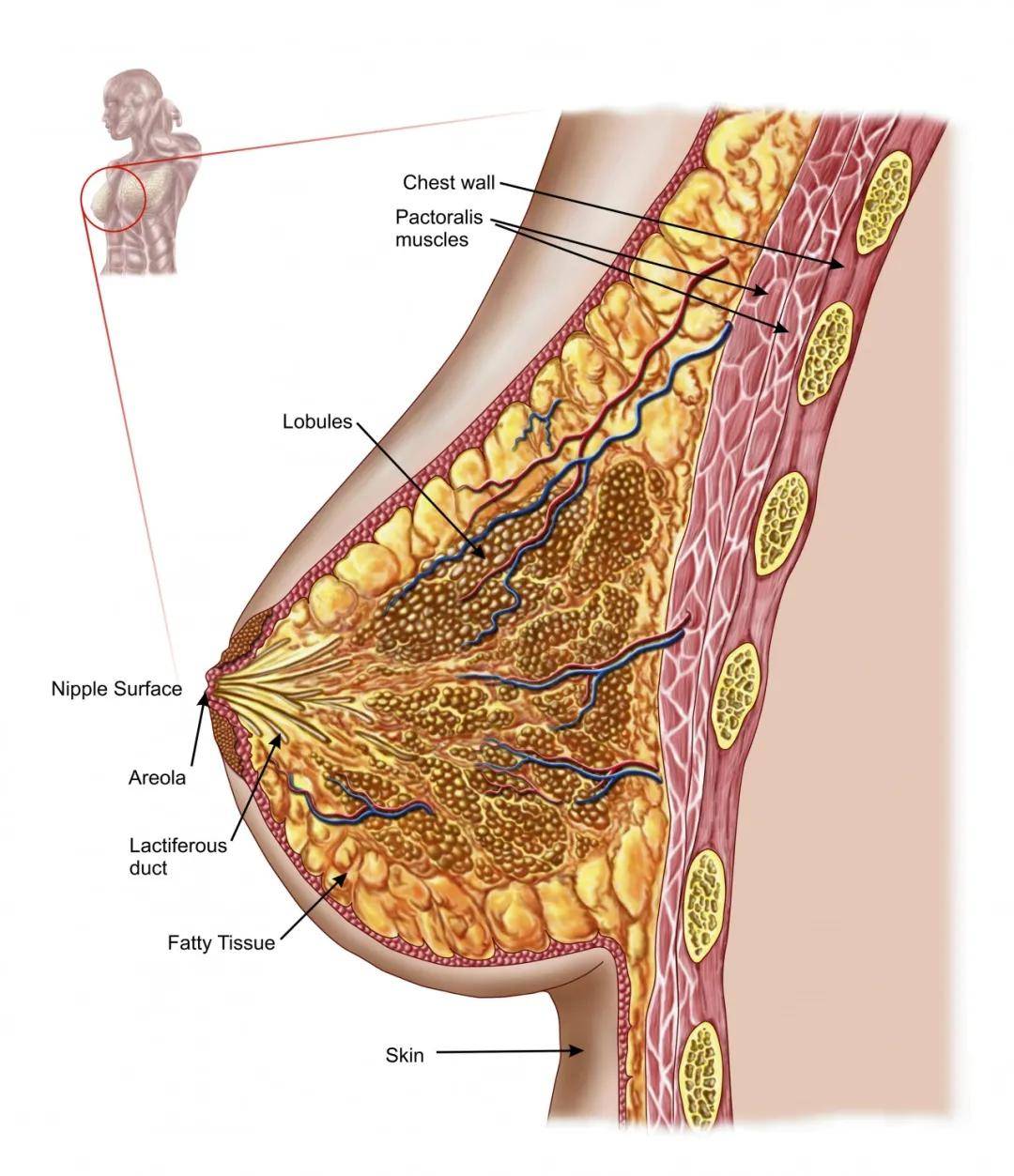 最小的乳腺癌患者仅3岁 医生:乳腺癌可预防_乳房