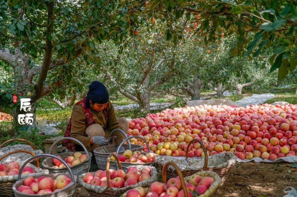 辰颐物语:新疆阿克苏苹果,我们寻觅已久的"冰糖心"