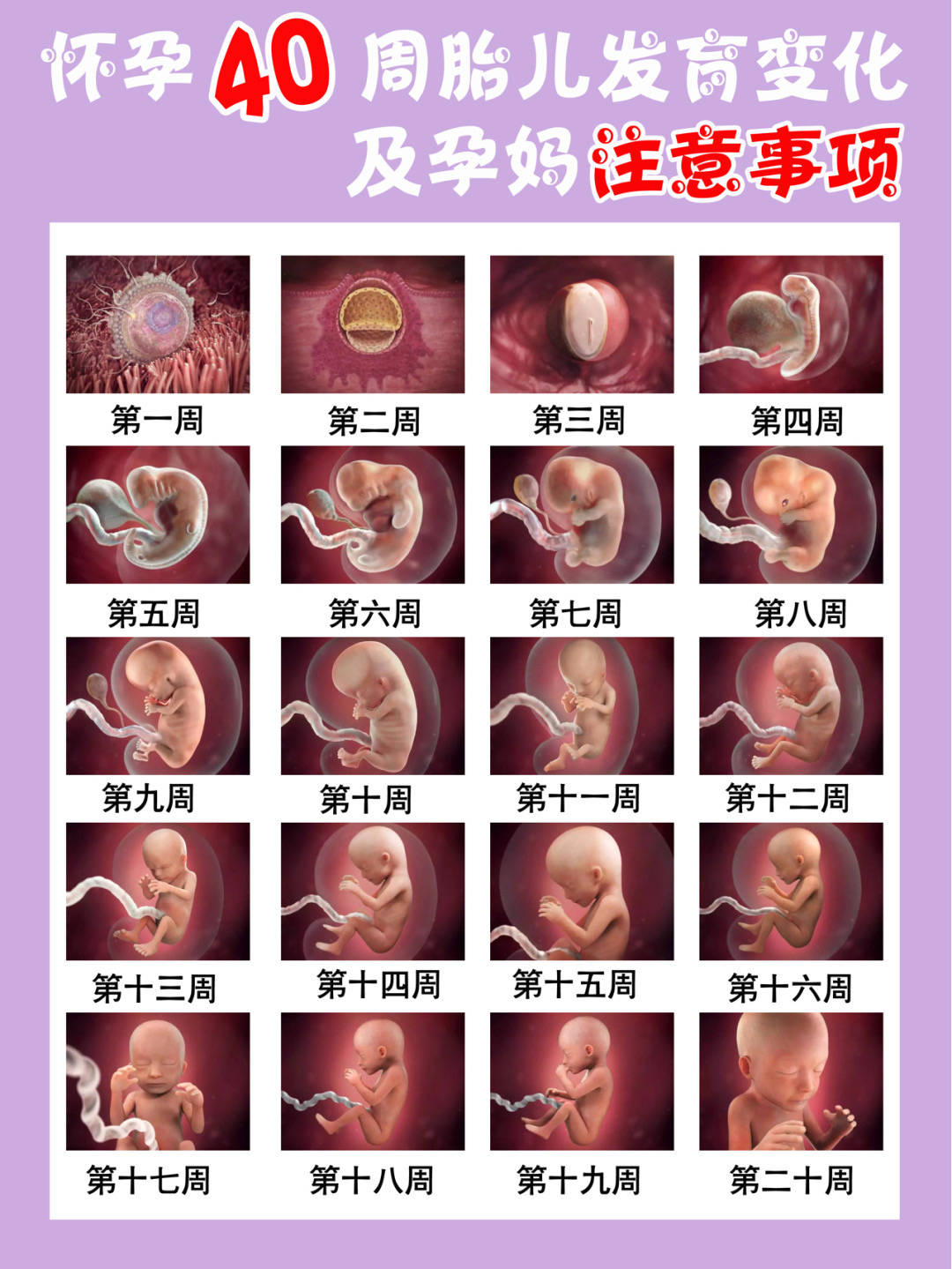 胎儿发育40周全过程图片