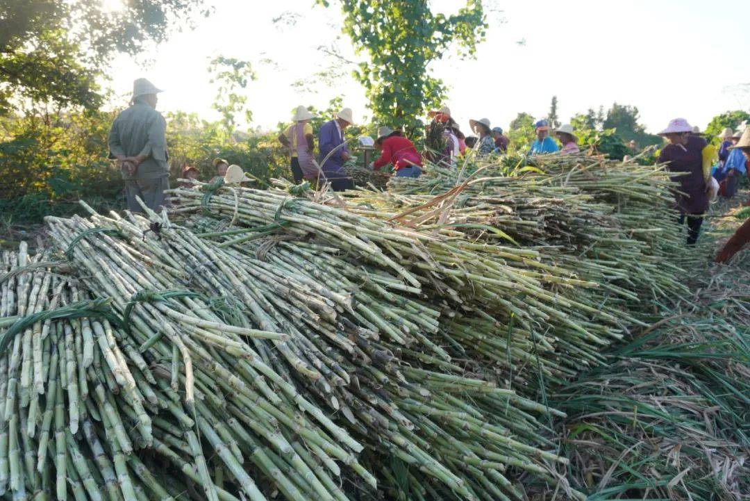大自然的馈赠匠心之作茅蔗膏