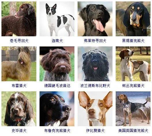 图片识别狗狗品种图片