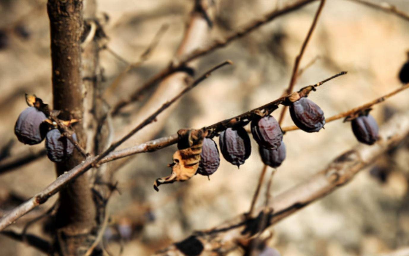 黑枣价格贵除了产量少以外,黑枣营养丰富也是主要原因.