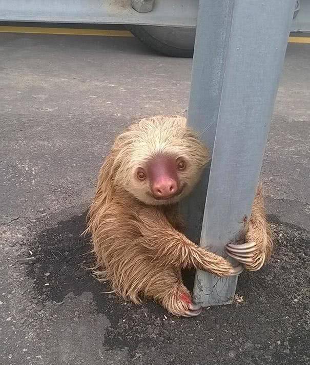 原創全球最醜四大動物看到第四名差點笑噴飯它靠頭搶佔第一名