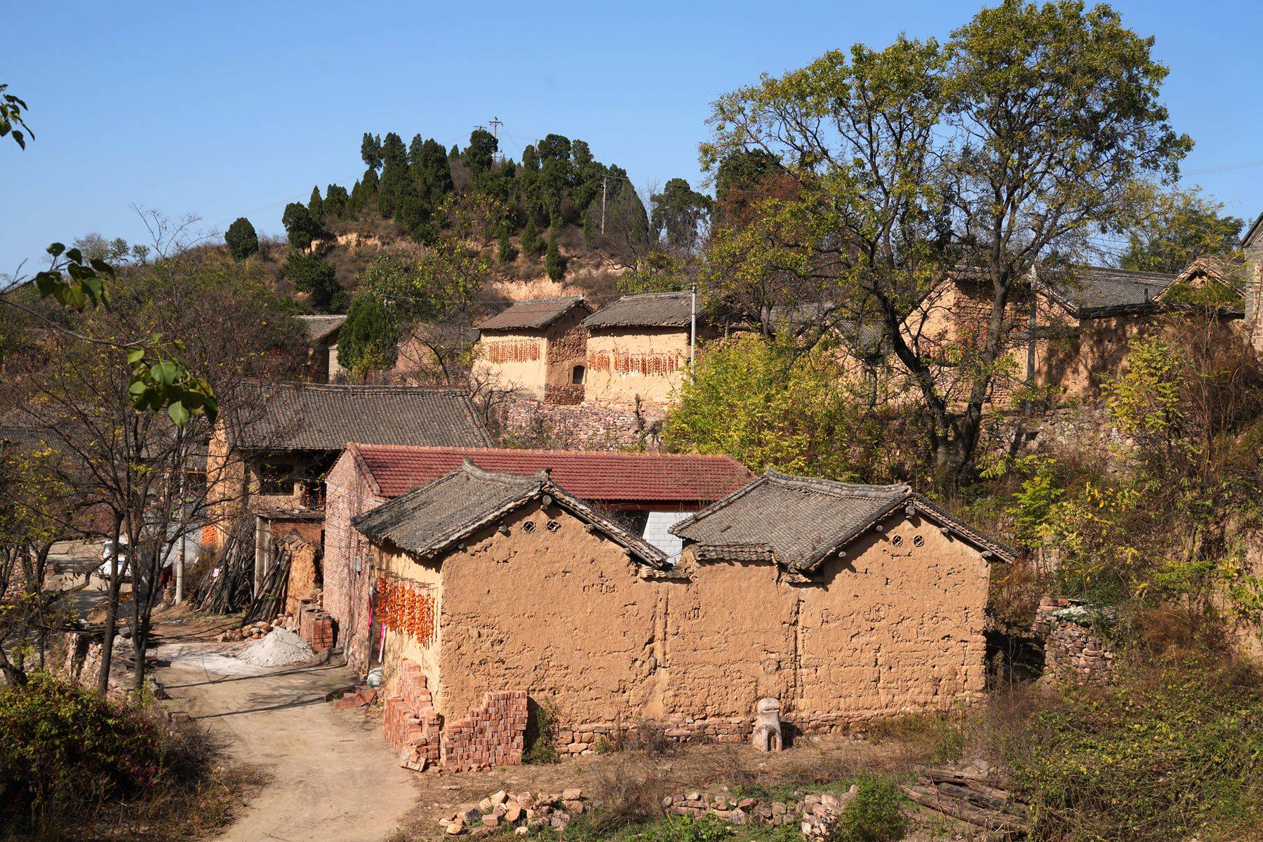 河南山村发现千年"拉手柏树",有人培土无人敢动,看啥样