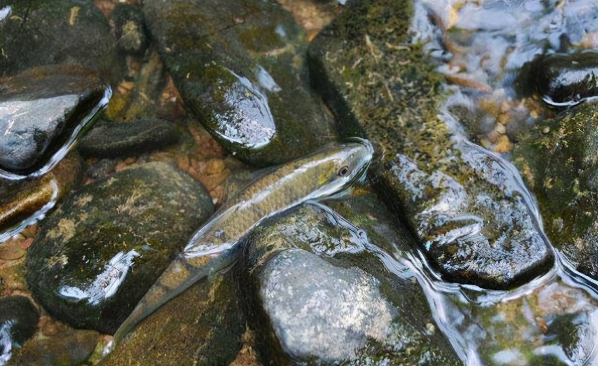 珍贵的溪水鱼种,对水质要求极高,离开水就死,卖200元一斤_手机搜狐网