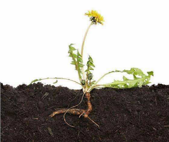 都说蒲公英道边有都是?但是却找不到,由于作用太好都搞种植了