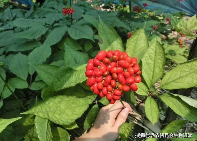 人参叶面肥用哪个?