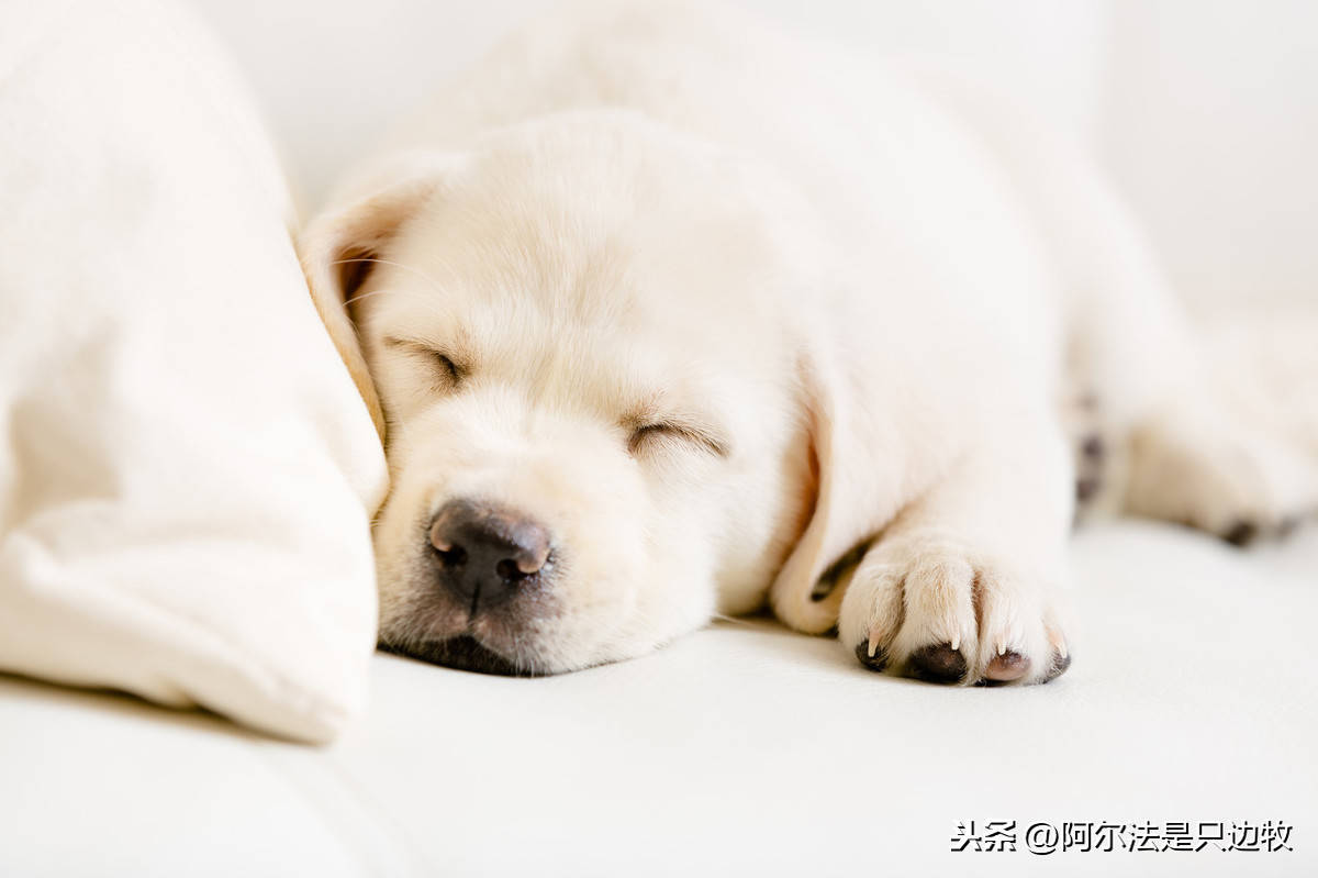 狗狗睡姿代表什么（怎么看狗子在想什么呢）插图(2)