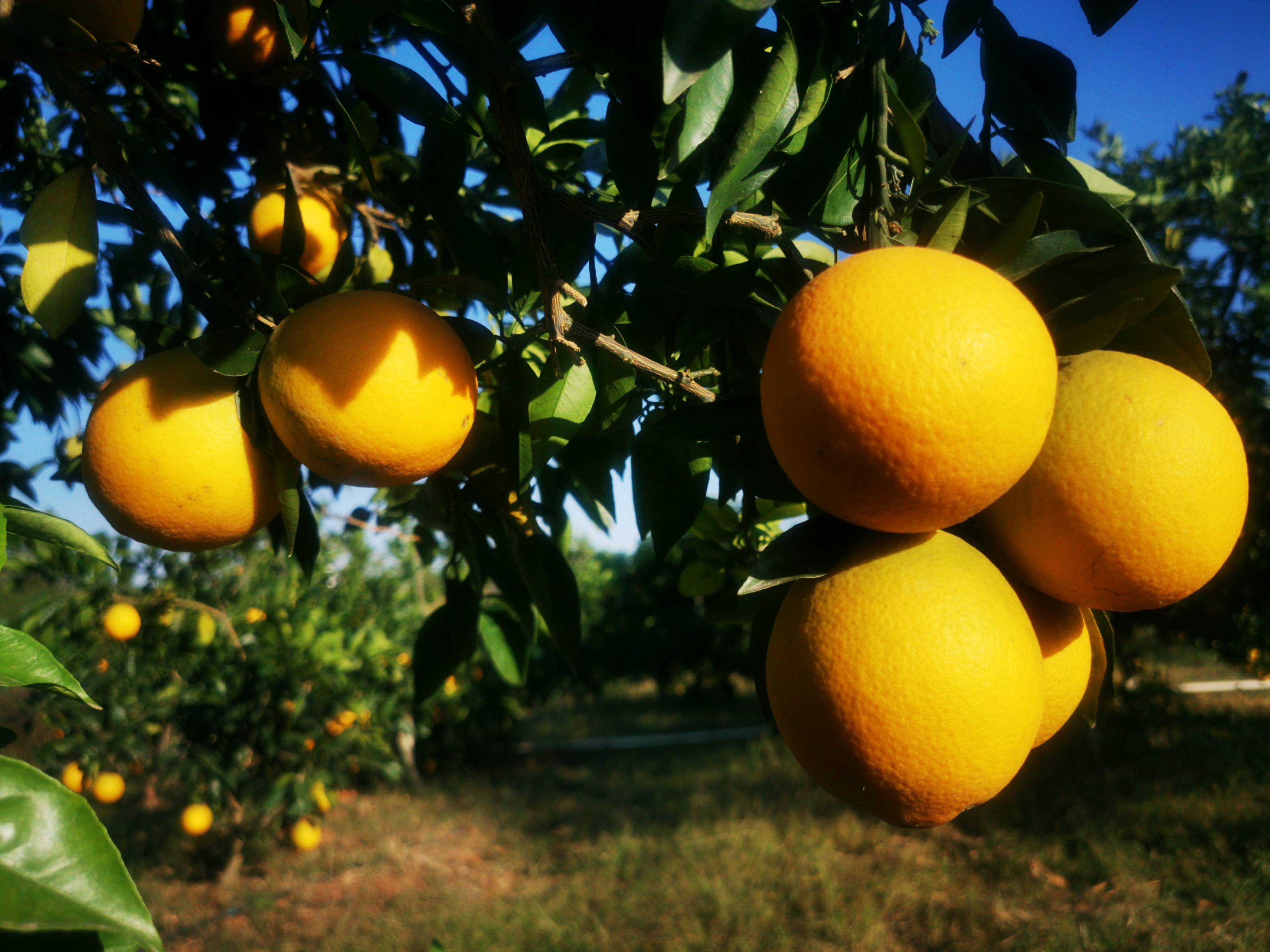 脐橙树施什么肥 ? 生态种植方案助力赣南脐橙增产提质!