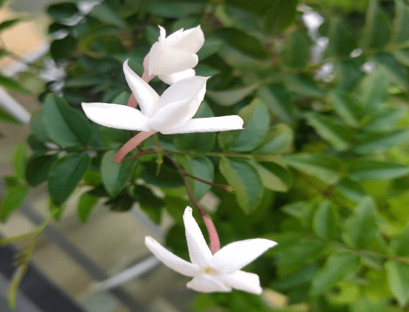 有種甜美叫素馨花紅花苞白花瓣開花時美成一片