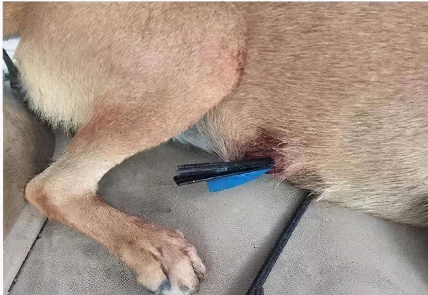 大黄狗中箭肚子被贯穿,好心人丢馒头取得狗狗信任后成功施救